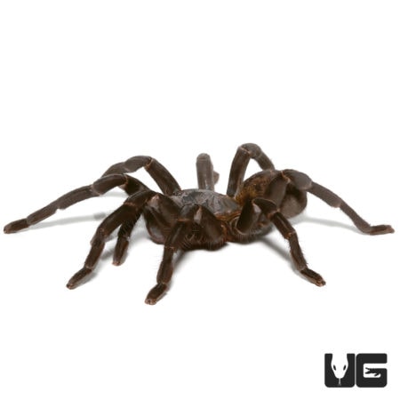 Thai Tiger Tarantulas (Cyriopagopus vonwirthi) For Sale - Underground Reptiles