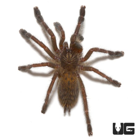 Orange Baboon "Kigoma" Tarantula, 1-inch size, native to Africa, known for vibrant color and docile.