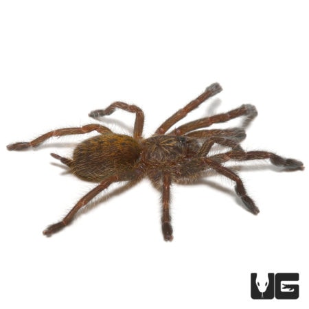 Orange Starburst Baboon Tarantula (Pterinochilus murinus) For Sale - Underground Reptiles
