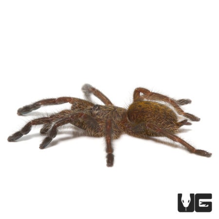 Orange Starburst Baboon Tarantula (Pterinochilus murinus) For Sale - Underground Reptiles