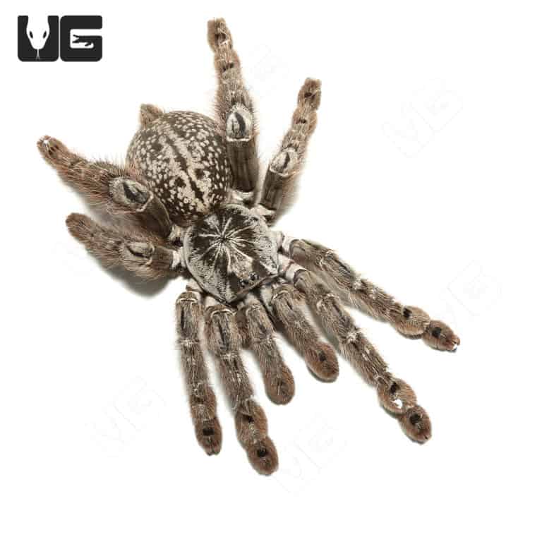 Ornamental Baboon Tarantulas (Heteroscrodra maculata) For Sale