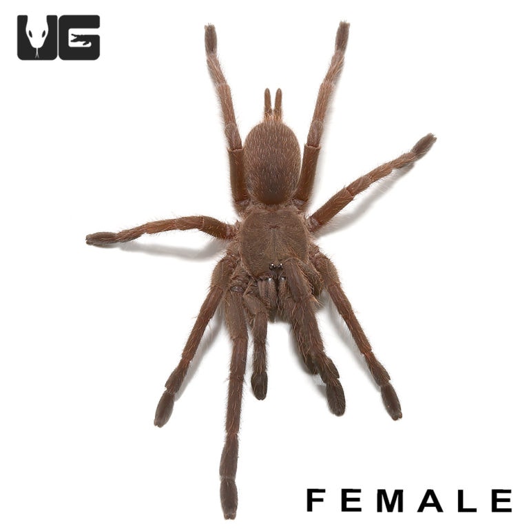 Vietnam Blue Tarantula for sale Underground Reptiles