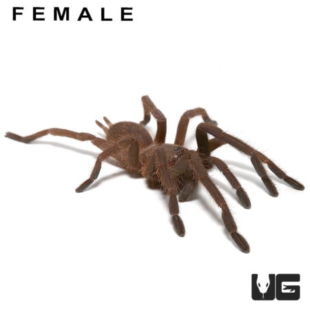 Pair Vietnam Blue Tarantula (Chilobrachys guangxiensis) For Sale - Underground Reptiles