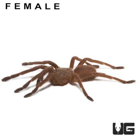 Pair Vietnam Blue Tarantula (Chilobrachys guangxiensis) For Sale - Underground Reptiles
