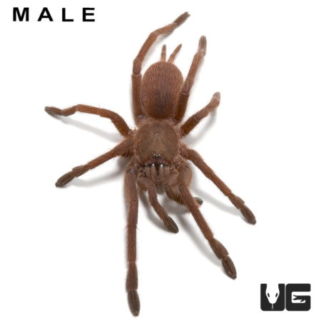 Pair Vietnam Blue Tarantula (Chilobrachys guangxiensis) For Sale - Underground Reptiles