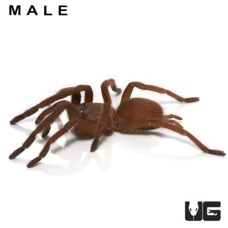 Pair Vietnam Blue Tarantula (Chilobrachys guangxiensis) For Sale - Underground Reptiles