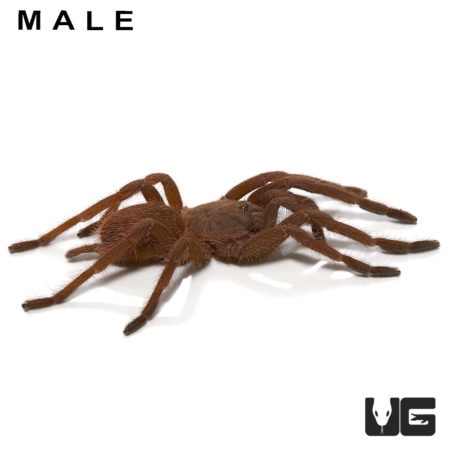 Pair Vietnam Blue Tarantula (Chilobrachys guangxiensis) For Sale - Underground Reptiles