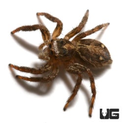 Pantropical Jumping Spider For Sale - Underground Reptiles