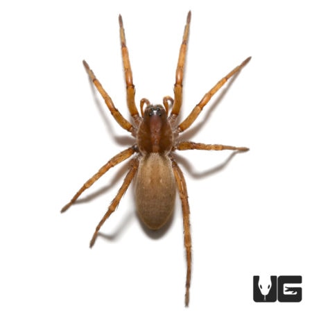Close-up of a Porto Santo Wolf Spider, a native arachnid species.