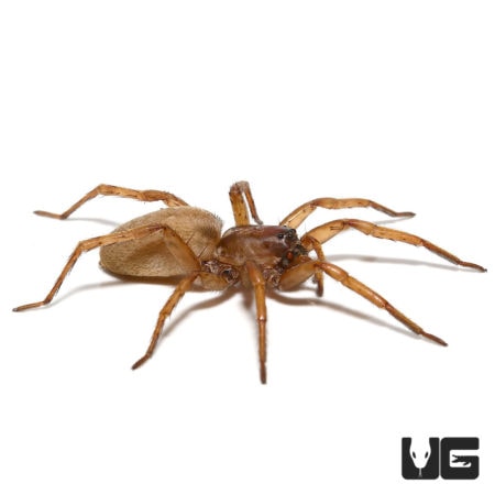 Porto Santo Wolf Spider, a large arachnid native to Porto Santo Island, known for its distinctive ap.
