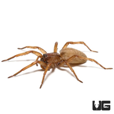 Porto Santa Wolf Spider Pair For Sale - Underground Reptiles