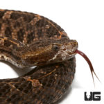 Slender Hognose Pit Viper Pairs For Sale - Underground Reptiles