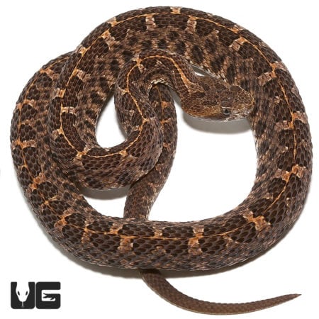 Vibrant image of a slender hognose pit viper coiled, showcasing its detailed pattern and coloration.