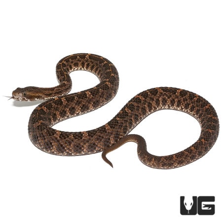 Slender Hognose Pit Vipers (Porthidium ophryomegas) For Sale ...