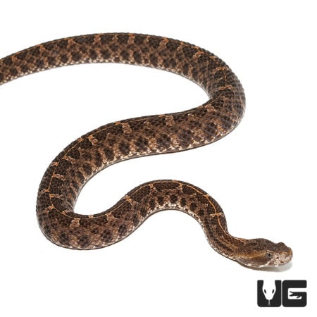 Slender Hognose Pit Viper Pairs For Sale - Underground Reptiles