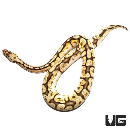 Sub-Adult Queenbee Ball Python For Sale - Underground Reptiles