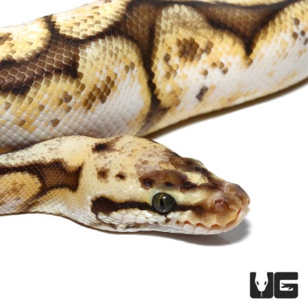 Baby Banana Enchi Pied Ball Python For Sale - Underground Reptiles
