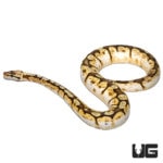 Sub-Adult Queenbee Ball Python For Sale - Underground Reptiles