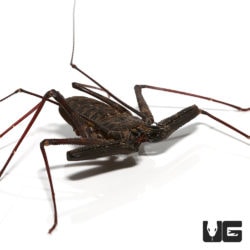 Tanzanian Giant Tailess Whip Scorpion For Sale - Underground Reptiles