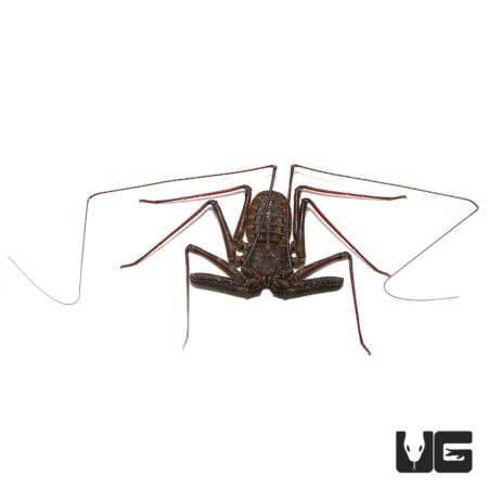 Tanzanian Giant Tailess Whip Scorpion For Sale - Underground Reptiles