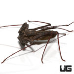Tanzanian Giant Tailess Whip Scorpion For Sale - Underground Reptiles