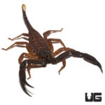 Thailand Flat Rock Scorpion Pair For Sale - Underground Reptiles