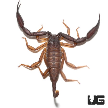 Thailand Flat Rock Scorpion pair for sale at Underground Reptiles.
