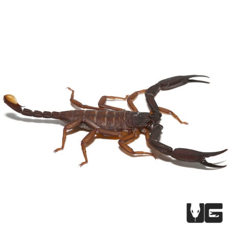 Thailand Flat Rock Scorpion pair for sale at Underground Reptiles. Perfect for collectors and enthus.