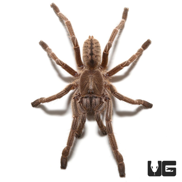 Thailand Zebra Earth Tiger Tarantula (Haplopelma Cyriopagopus