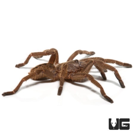 Thai Zebra Tarantula For Sale - Underground Reptiles
