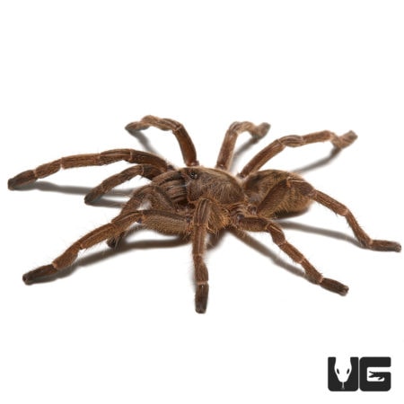Healthy Thai Zebra Tarantula pair for sale, ideal for exotic pet enthusiasts and tarantula collector.