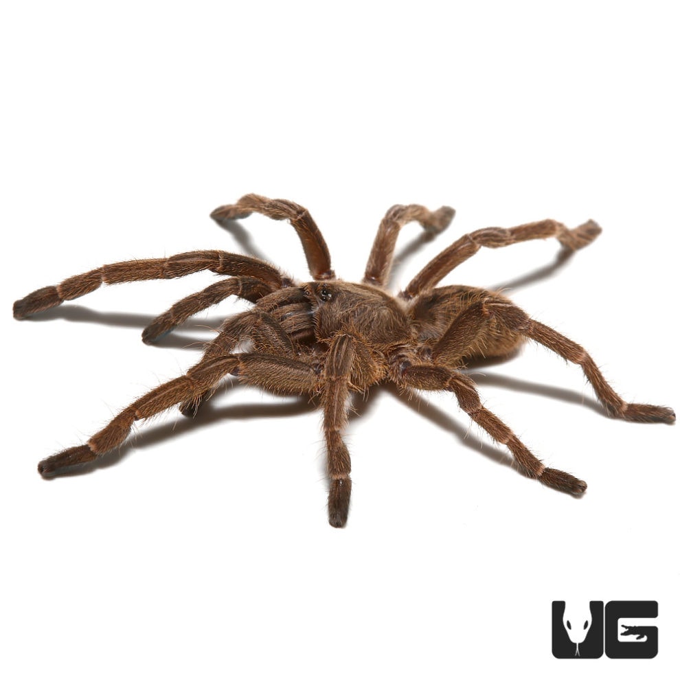 Thailand Zebra Earth Tiger Tarantula (Haplopelma Cyriopagopus