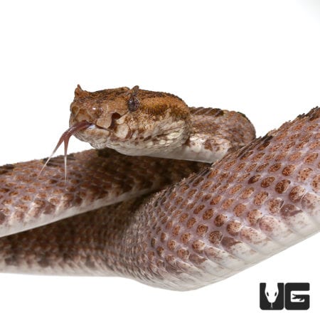 Three Horned Scaled Pit Viper for sale - Underground Reptiles