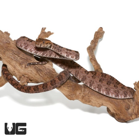 Three Horned Scaled Pit Viper on a branch, showcasing its unique horned head and textured scales.
