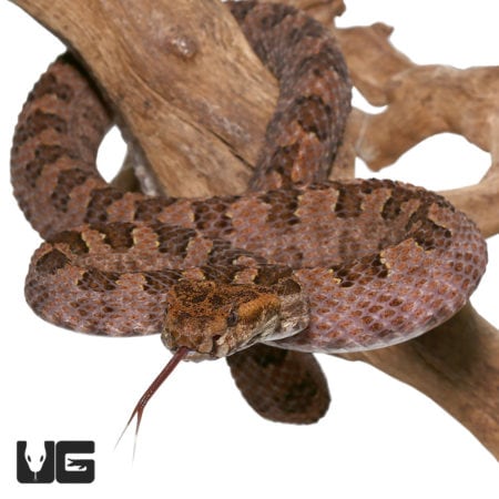 Close-up of a Three Horned Scaled Pit Viper on a branch.