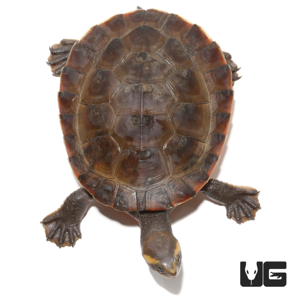 Baby Pinkbelly Sideneck Turtles For Sale - Underground Reptiles