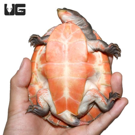 Yearling Pinkbelly Sideneck Turtles For Sale - Underground Reptiles