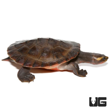 Yearling Pinkbelly Sideneck Turtles For Sale - Underground Reptiles