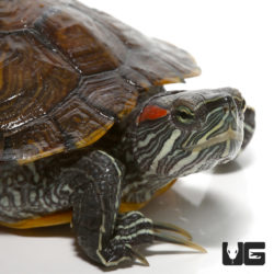 Yearling Red Eared Slider Turtles For Sale - Underground Reptiles