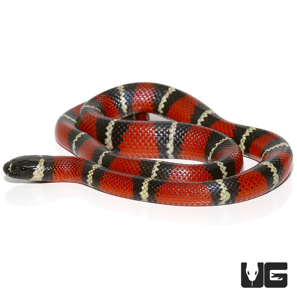 Yearling Stuart’s Milksnakes (lampropeltis Triangulum Stuarti) For Sale 