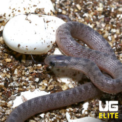 Baby West African Egg Eating Snake Auction