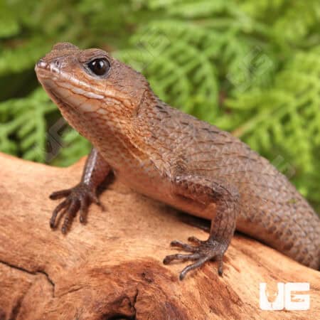 Sulawesi Spiny Water Skinks (Tropidophorus baconi) For Sale - Underground Reptiles