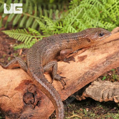 Sulawesi Spiny Water Skinks (Tropidophorus baconi) For Sale - Underground Reptiles