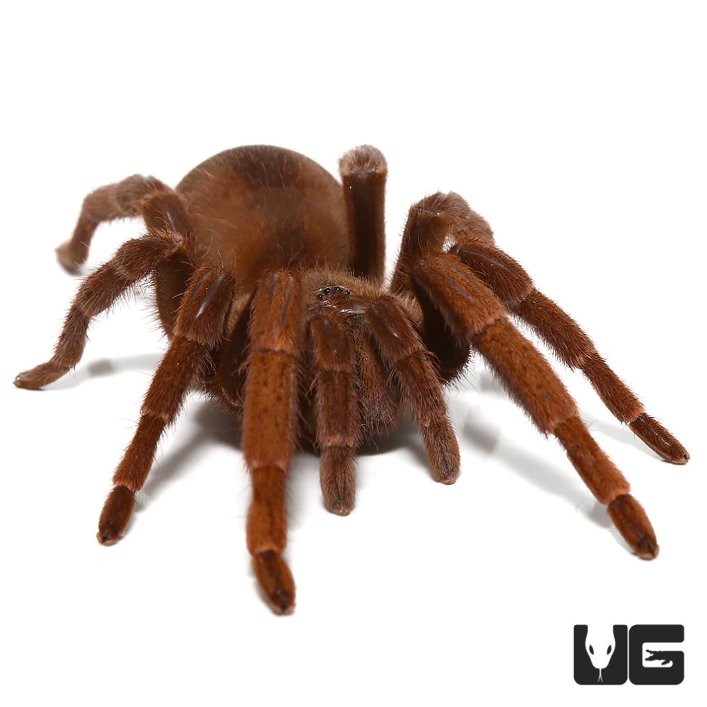 Acanthopelma beccarii Tarantulas (Acanthopelma beccarii) For Sale