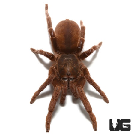 Acanthopelma beccarii Tarantulas For Sale - Underground Reptiles