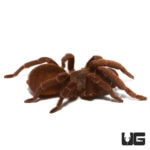 Acanthopelma beccarii Tarantulas For Sale - Underground Reptiles