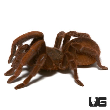 Acanthopelma beccarii Tarantulas For Sale - Underground Reptiles