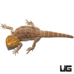 Adult Citrus Blue Bar Bearded Dragons For Sale - Underground Reptiles