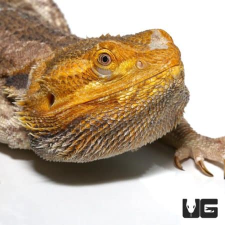 Adult Citrus Blue Bearded Dragon in a close-up shot showcasing vibrant coloration.