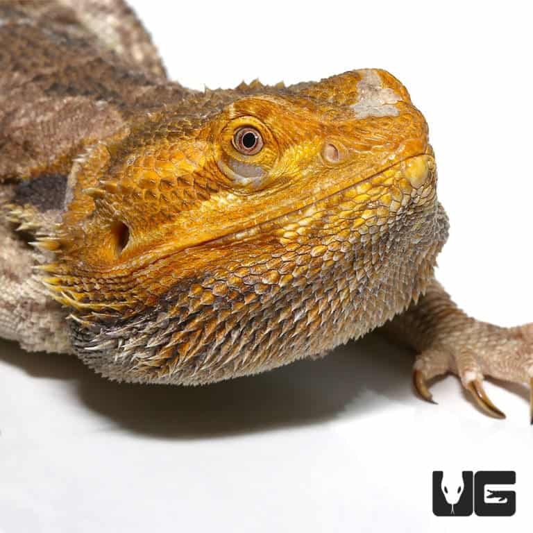 Adult Citrus Blue Bar Bearded Dragon (Pogona vitticeps) For Sale